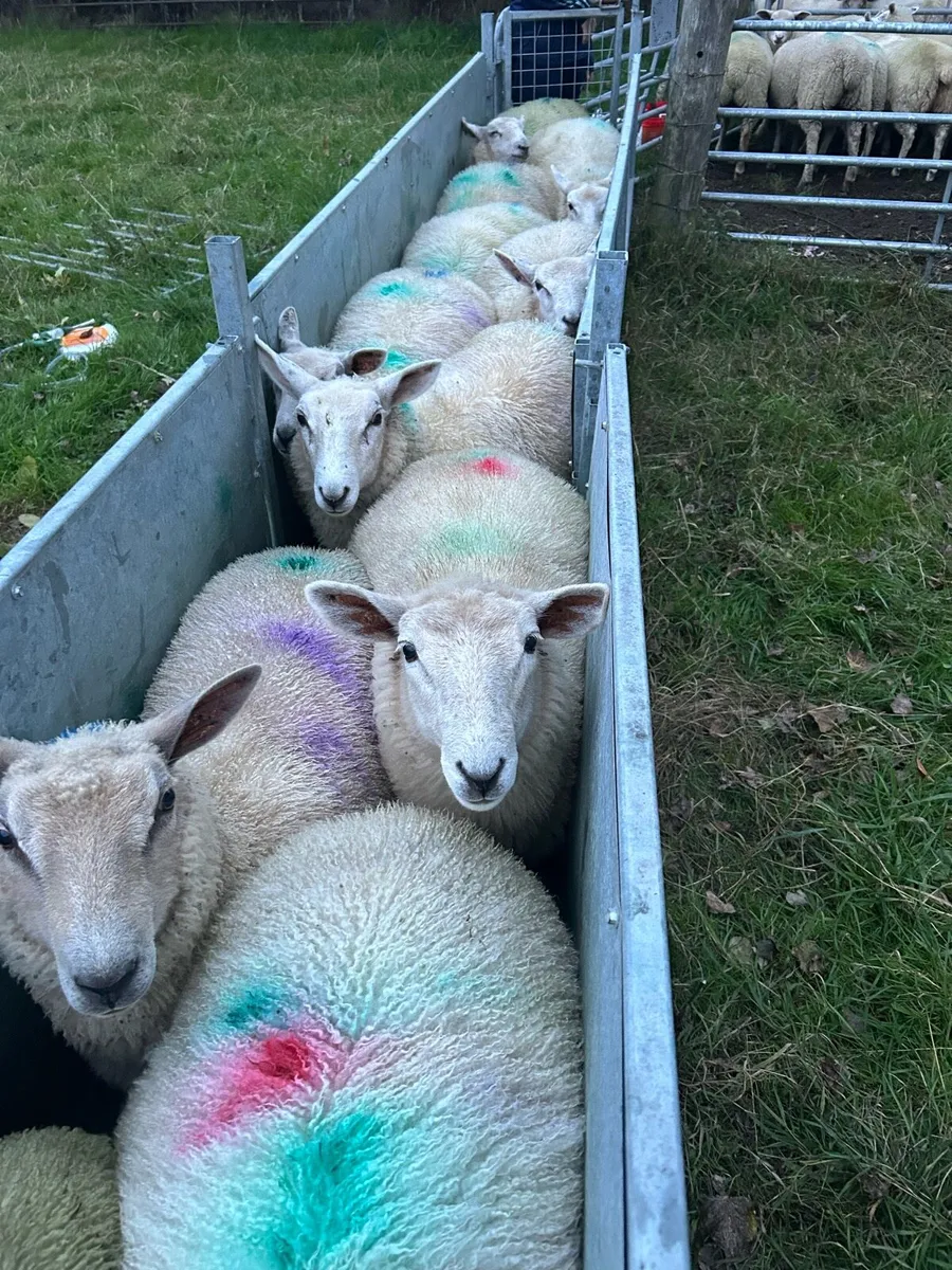 Ewe lambs - Image 2