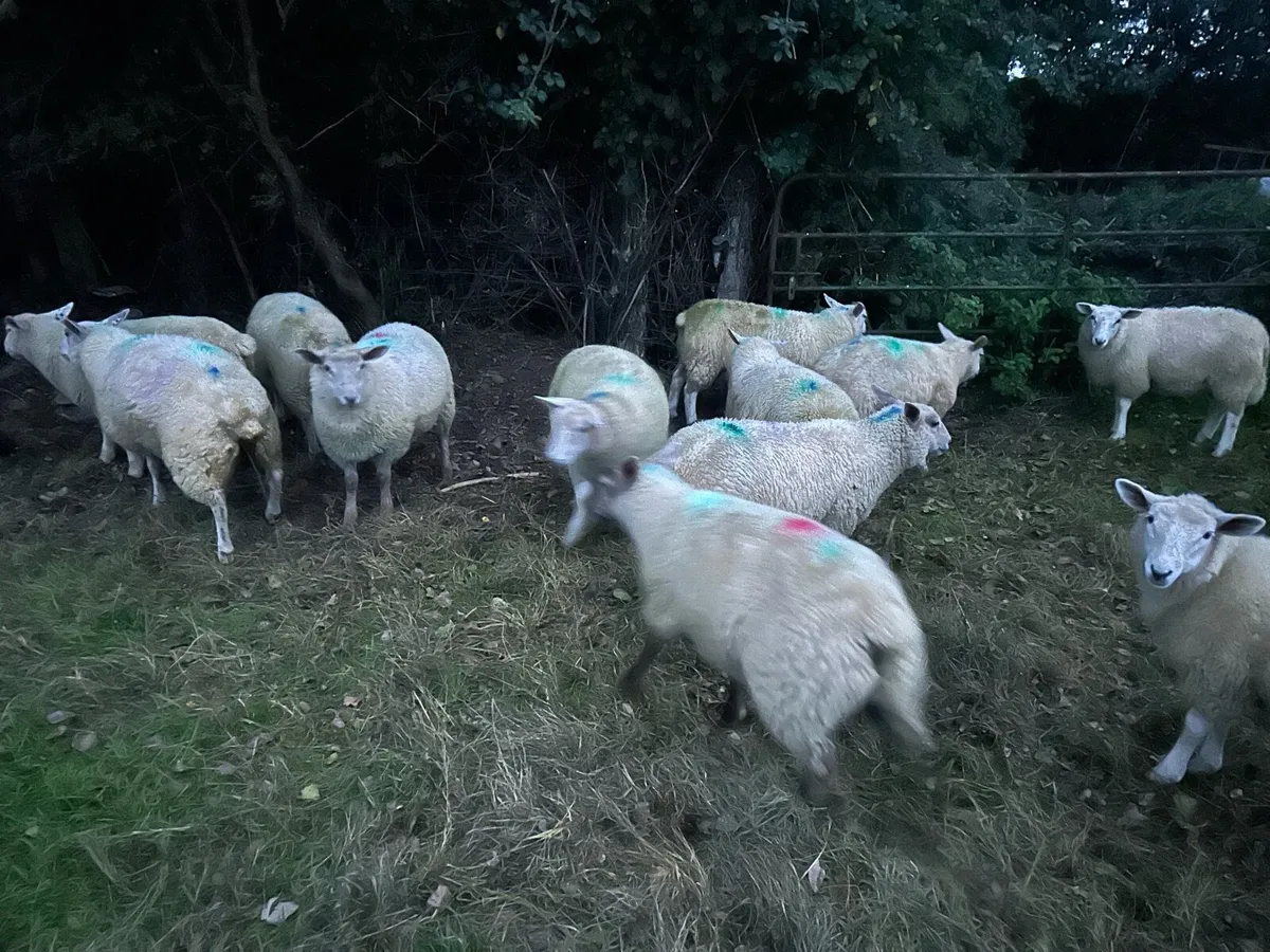 Ewe lambs - Image 3