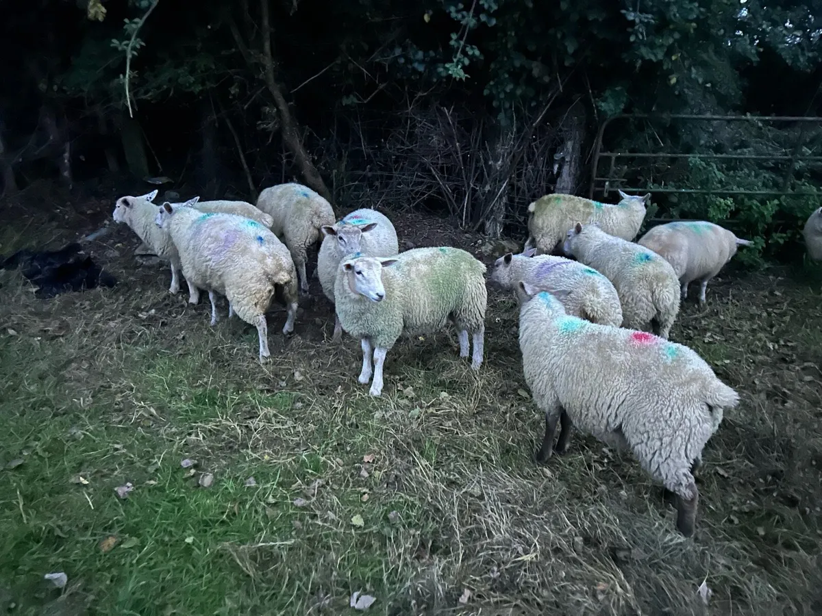 Ewe lambs - Image 4
