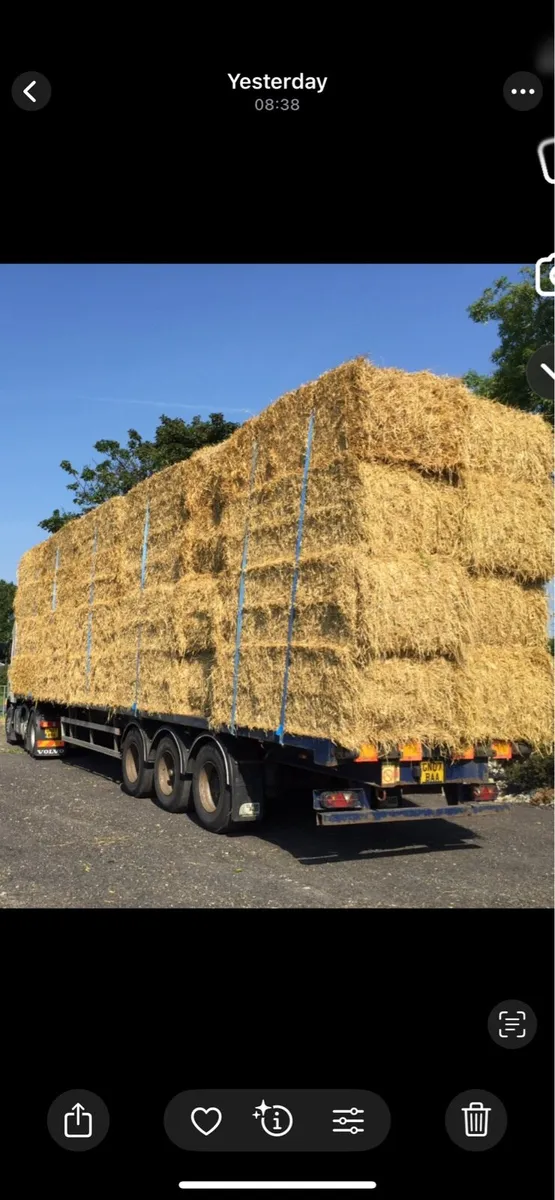 Top quality barley and wheat straw - Image 1