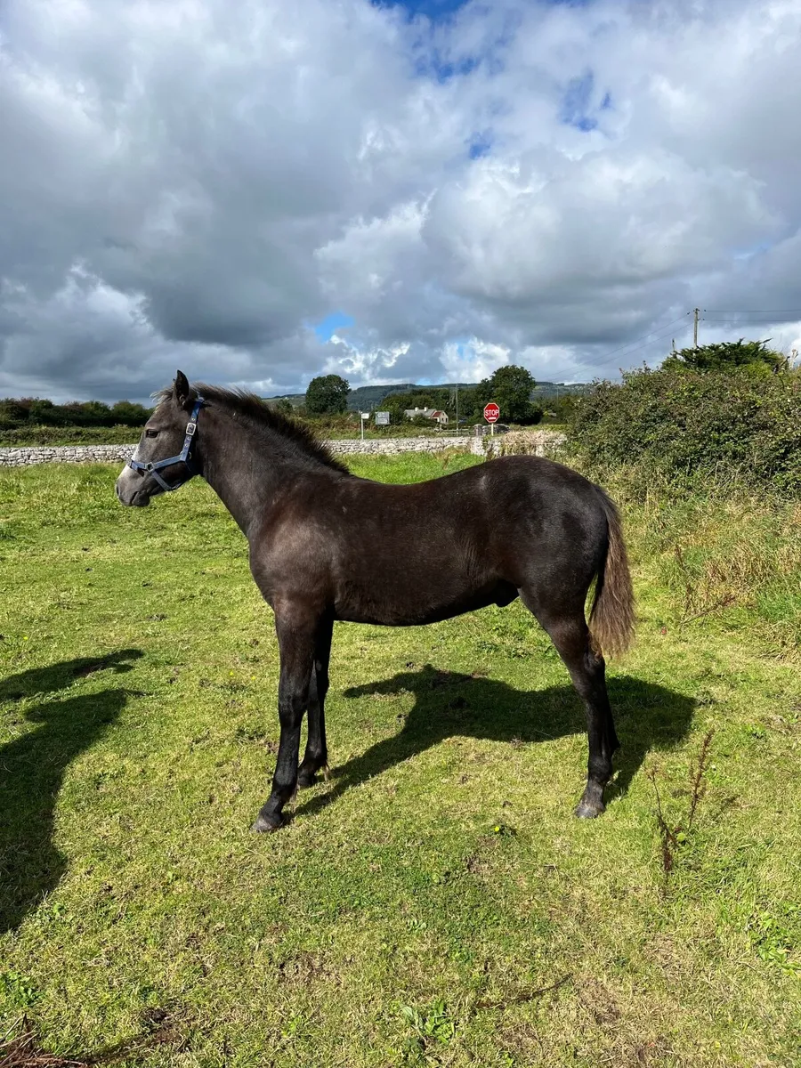Connemara colt foal - Image 1