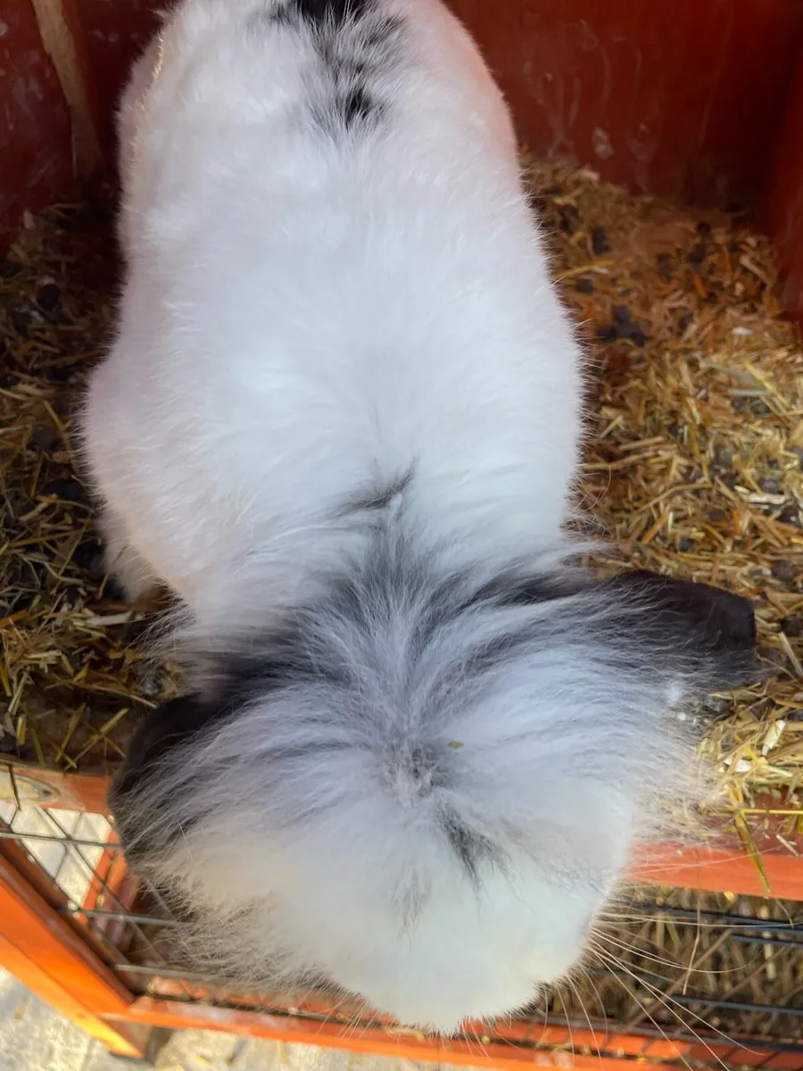 Rabbit - Image 2
