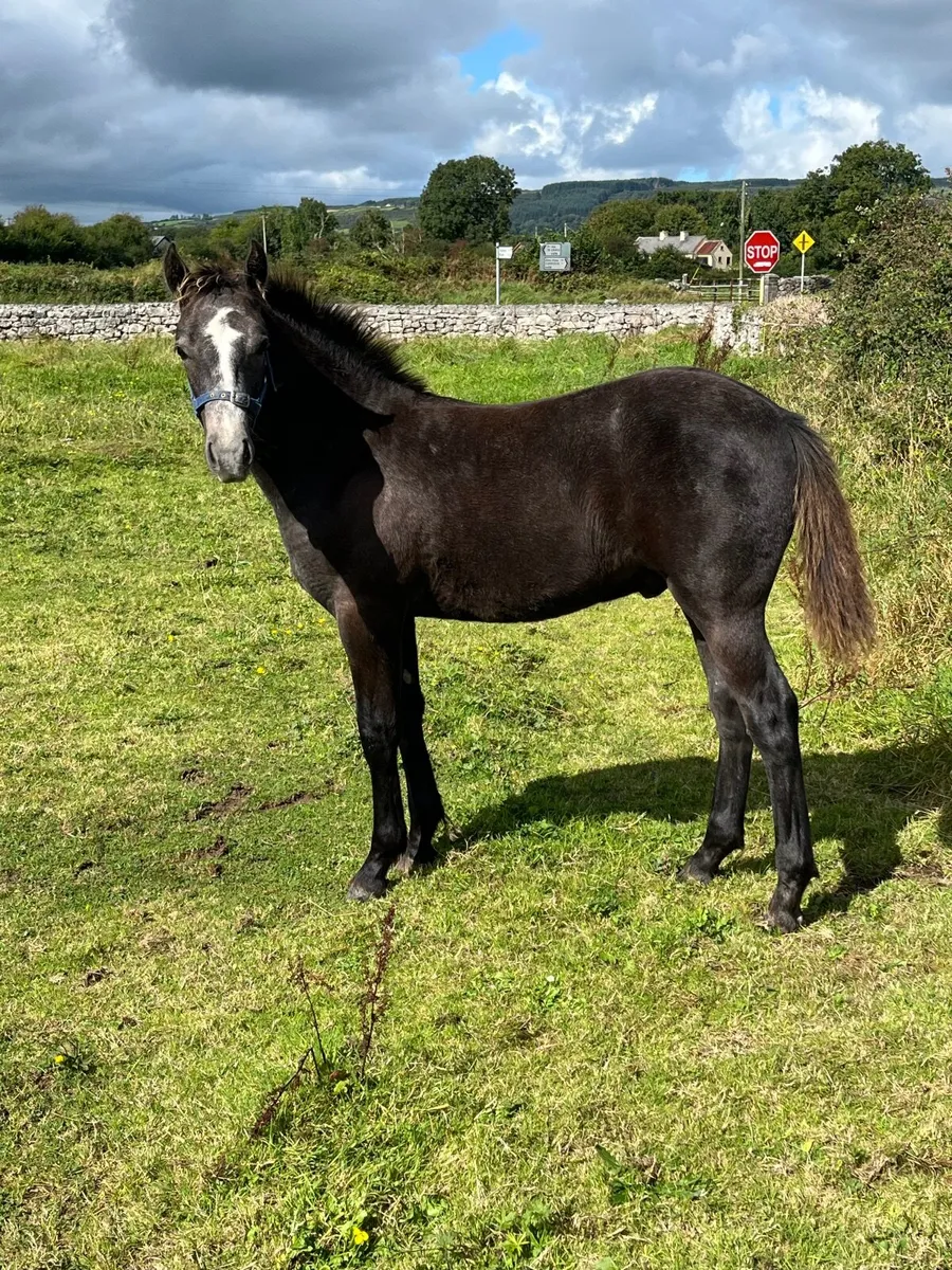 Connemara colt foal - Image 3
