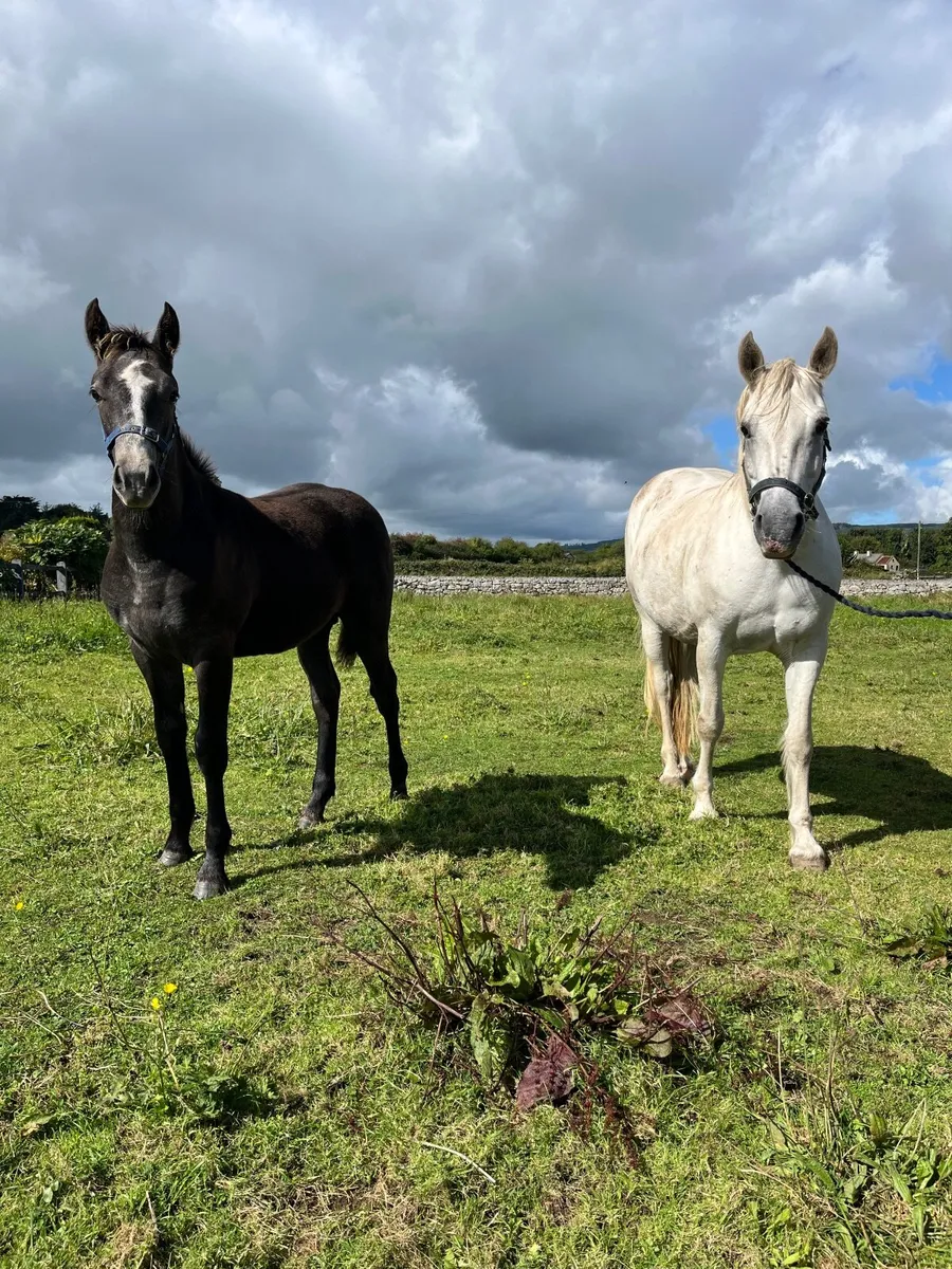 Connemara colt foal - Image 4