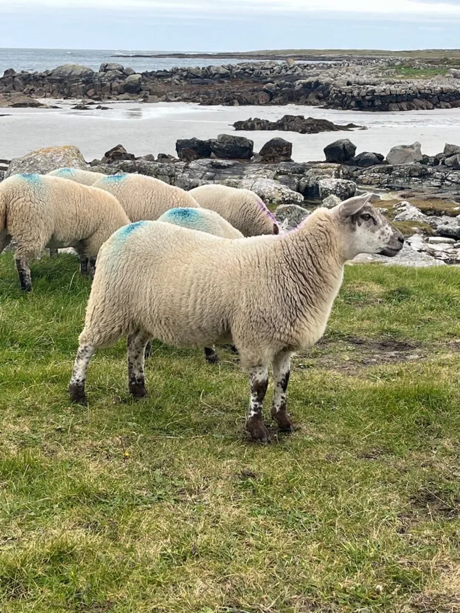 ⭐️Ewe lambs⭐️ - Image 1