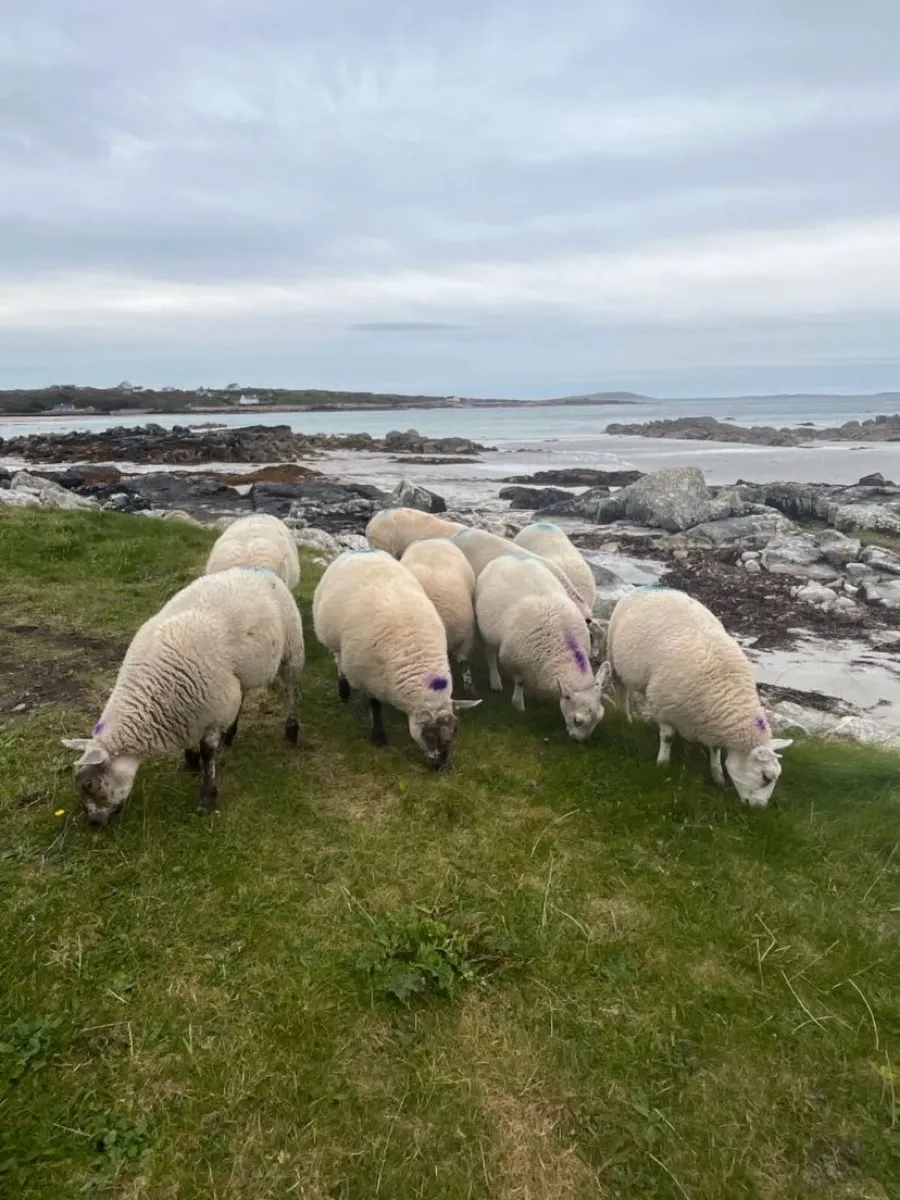⭐️Ewe lambs⭐️ - Image 2