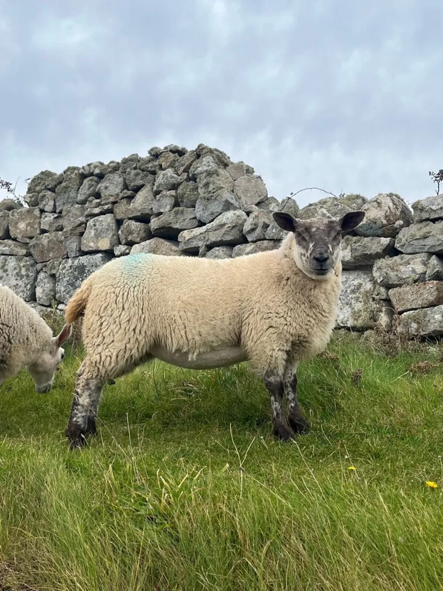 ⭐️Ewe lambs⭐️ - Image 3
