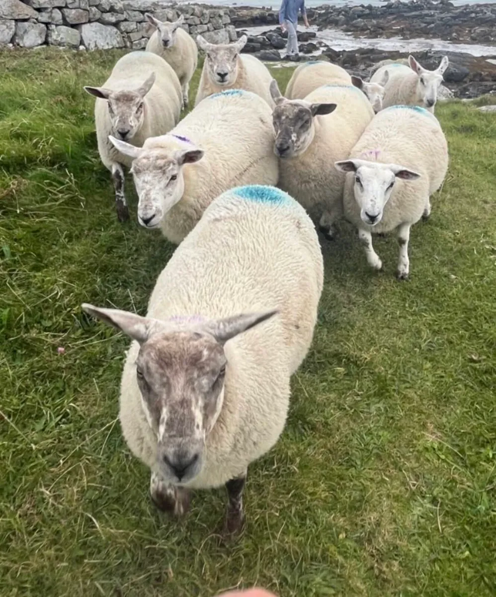 ⭐️Ewe lambs⭐️ - Image 4