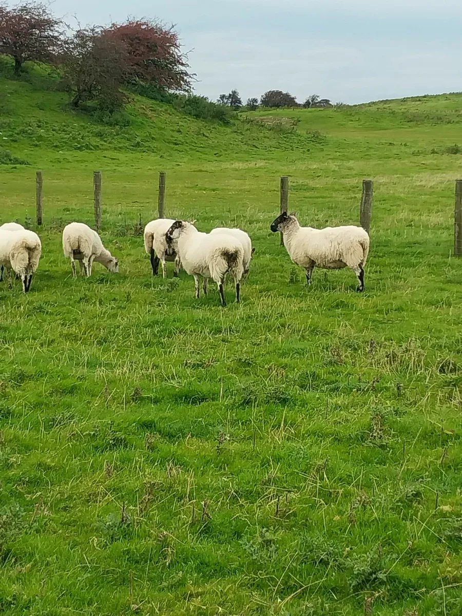 Mule ewes - Image 2