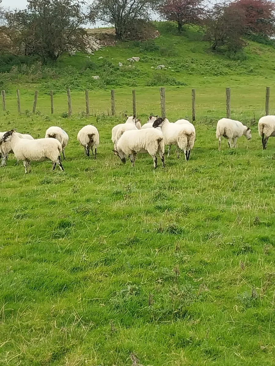 Mule ewes - Image 3
