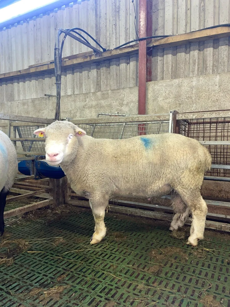 PBNR Dorset Ram - Image 1