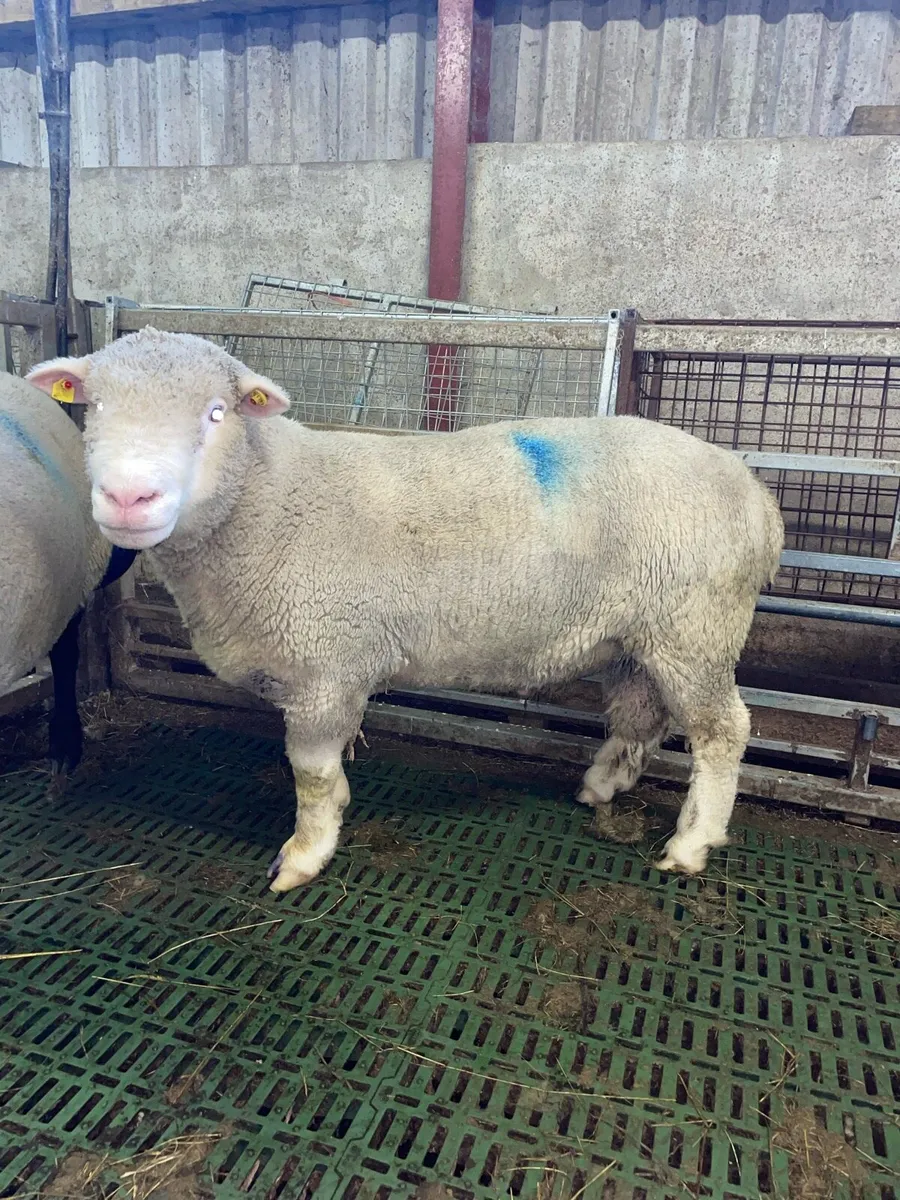 PBNR Dorset Ram - Image 2