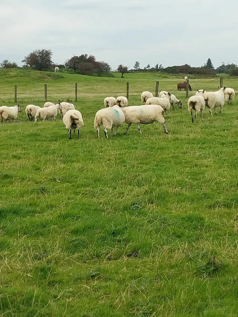 Mule ewes - Image 4