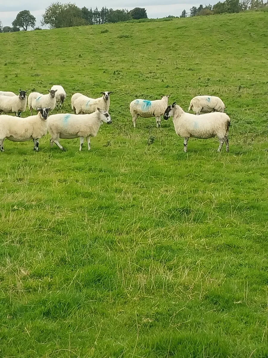 Mule ewes - Image 1