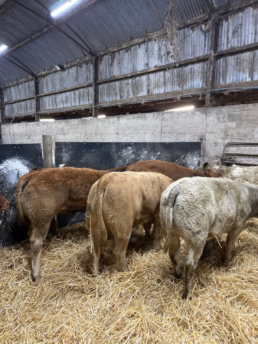 Charolais and lim heifers - Image 4