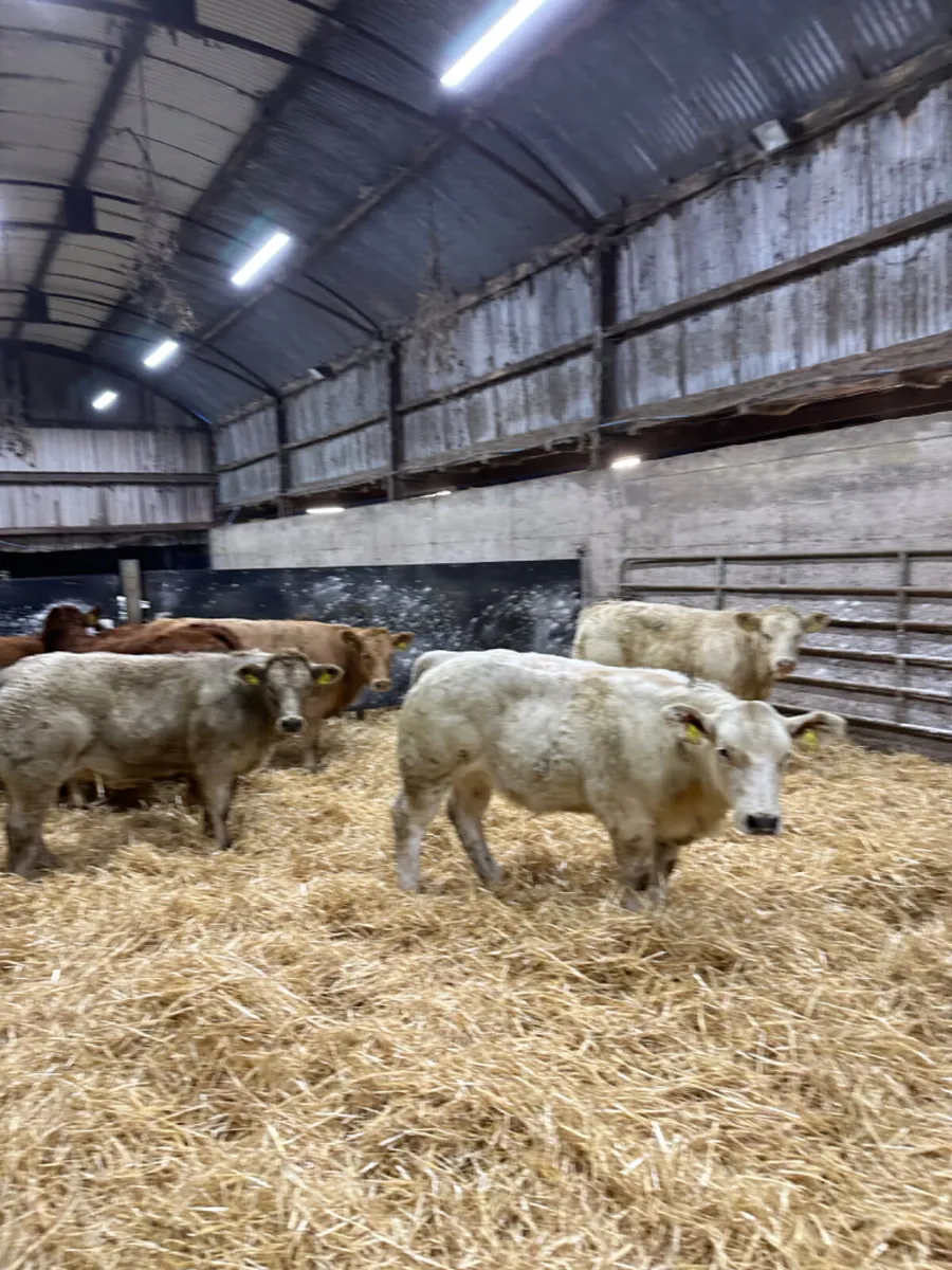 Charolais and lim heifers - Image 1