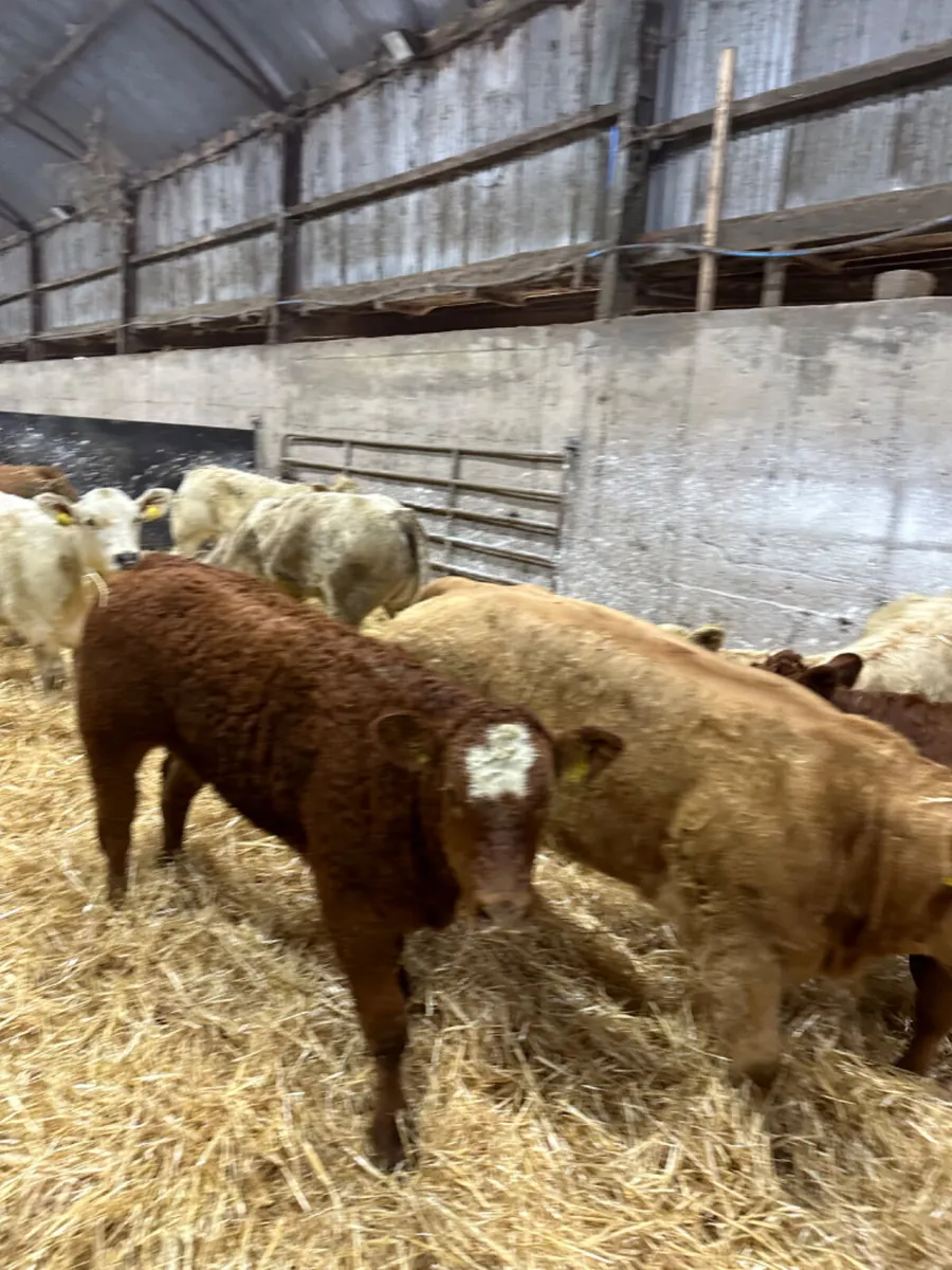 Charolais and lim heifers - Image 3