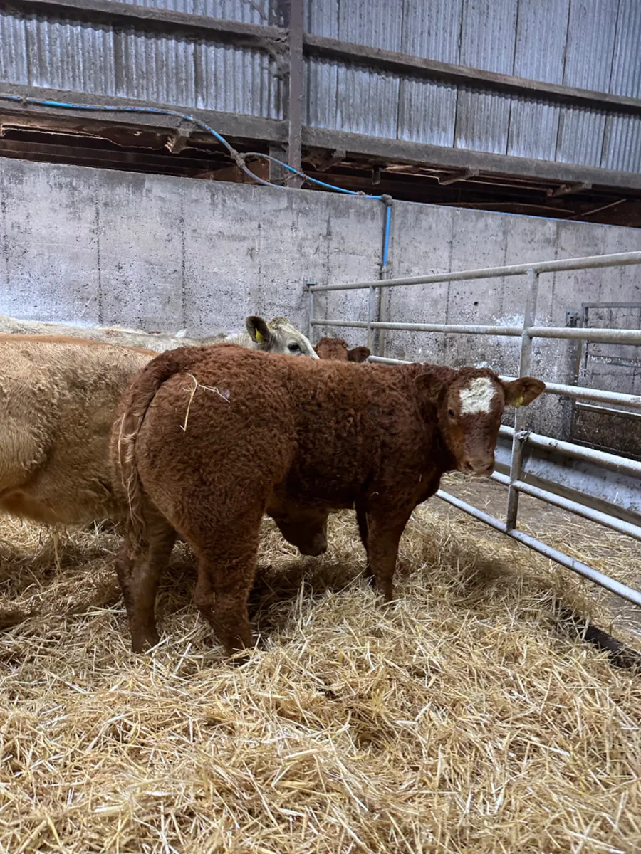 Charolais and lim heifers - Image 2