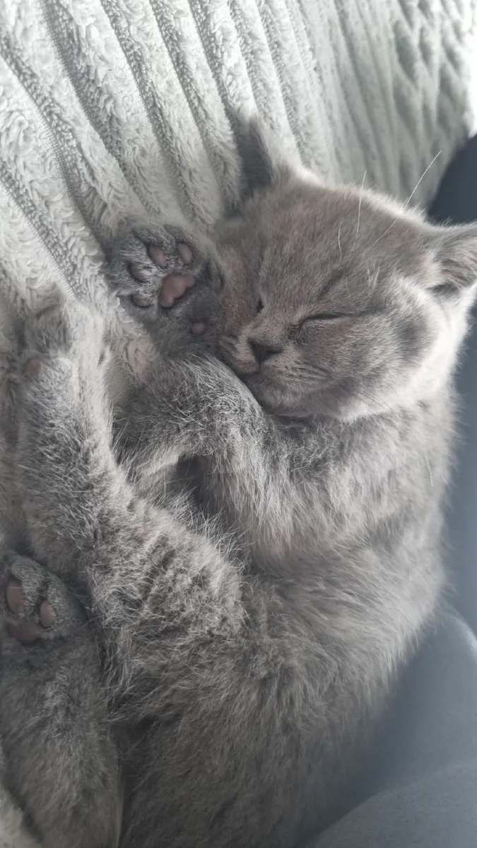 British Kittens - Image 2
