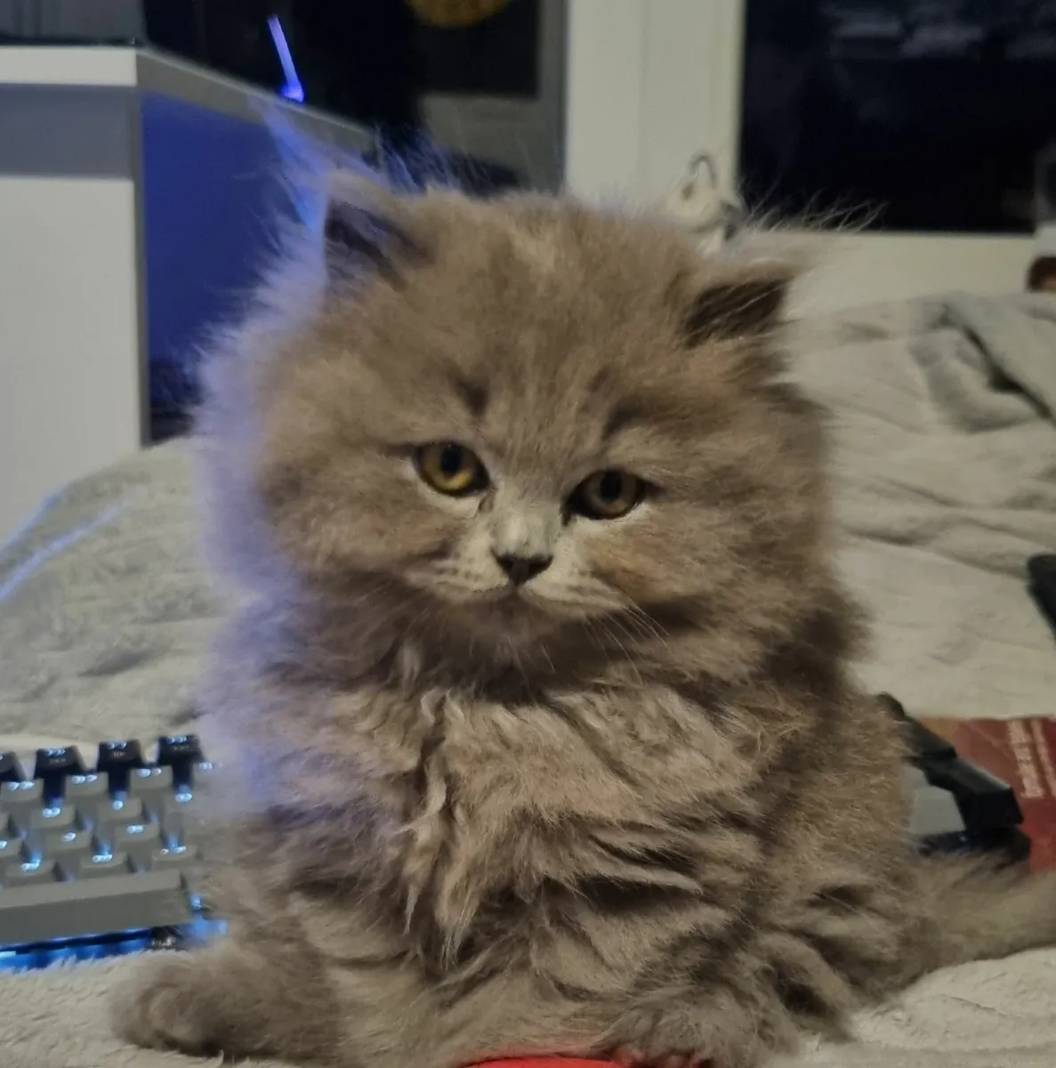 British Kittens - Image 3