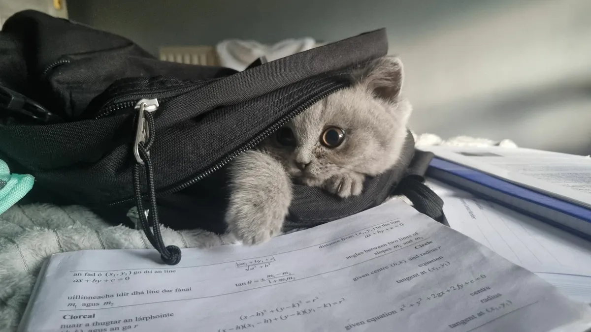 British Kittens - Image 4