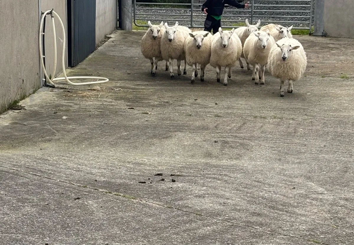 Cheviot / Scotch Ewe Lambs - Image 1