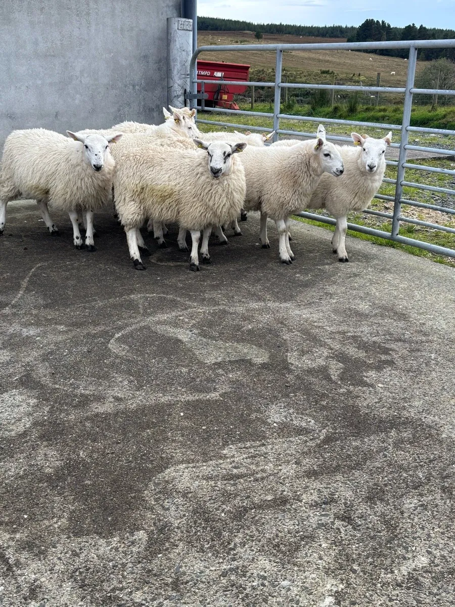 Cheviot / Scotch Ewe Lambs - Image 2
