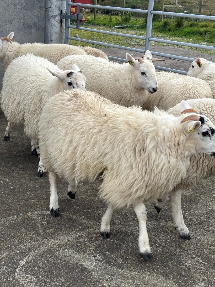 Cheviot / Scotch Ewe Lambs - Image 3