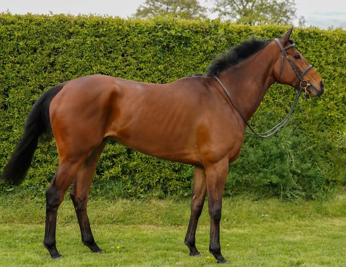 Thoroughbred Gelding - Image 4