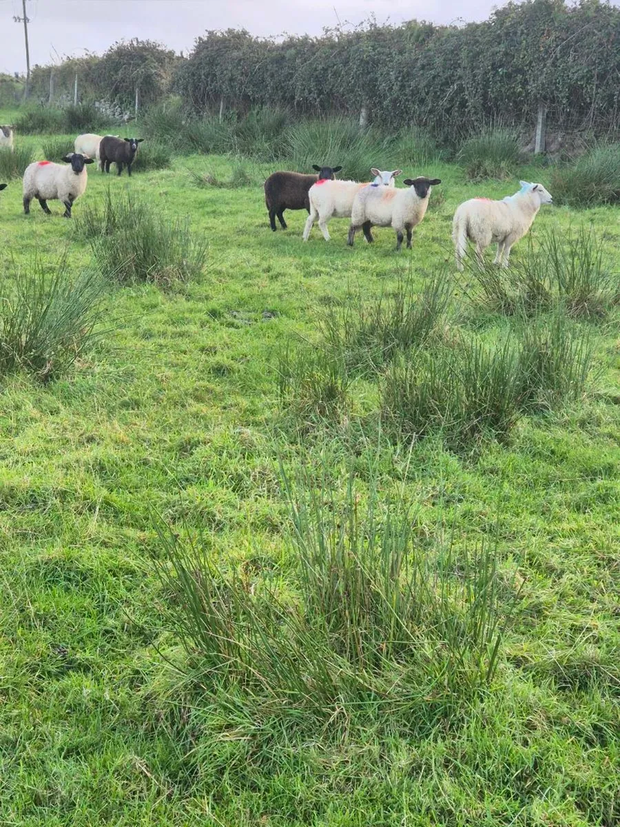 Ewe lambs - Image 1