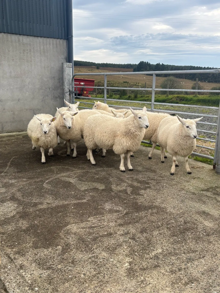 Cheviot Ewe Lambs - Image 2