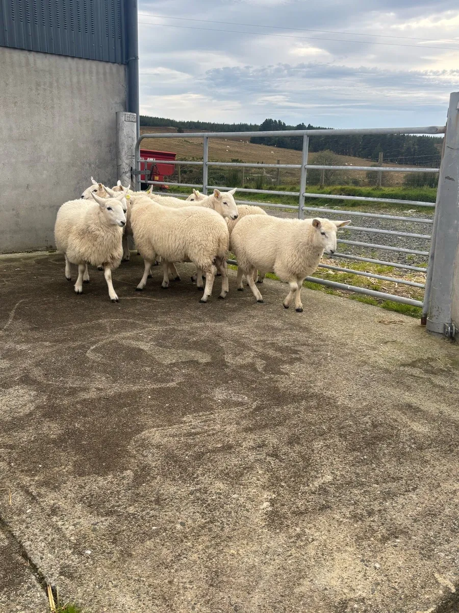 Cheviot Ewe Lambs - Image 3