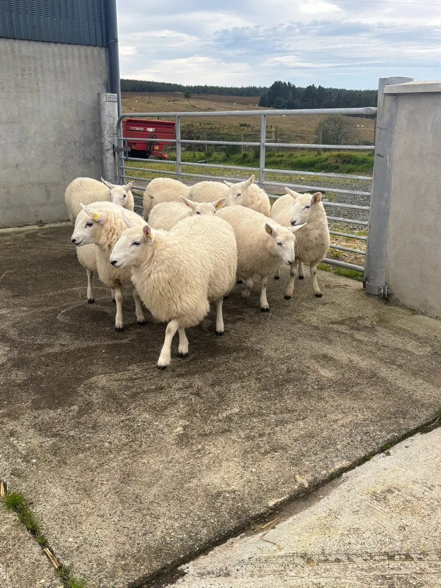 Cheviot Ewe Lambs - Image 1