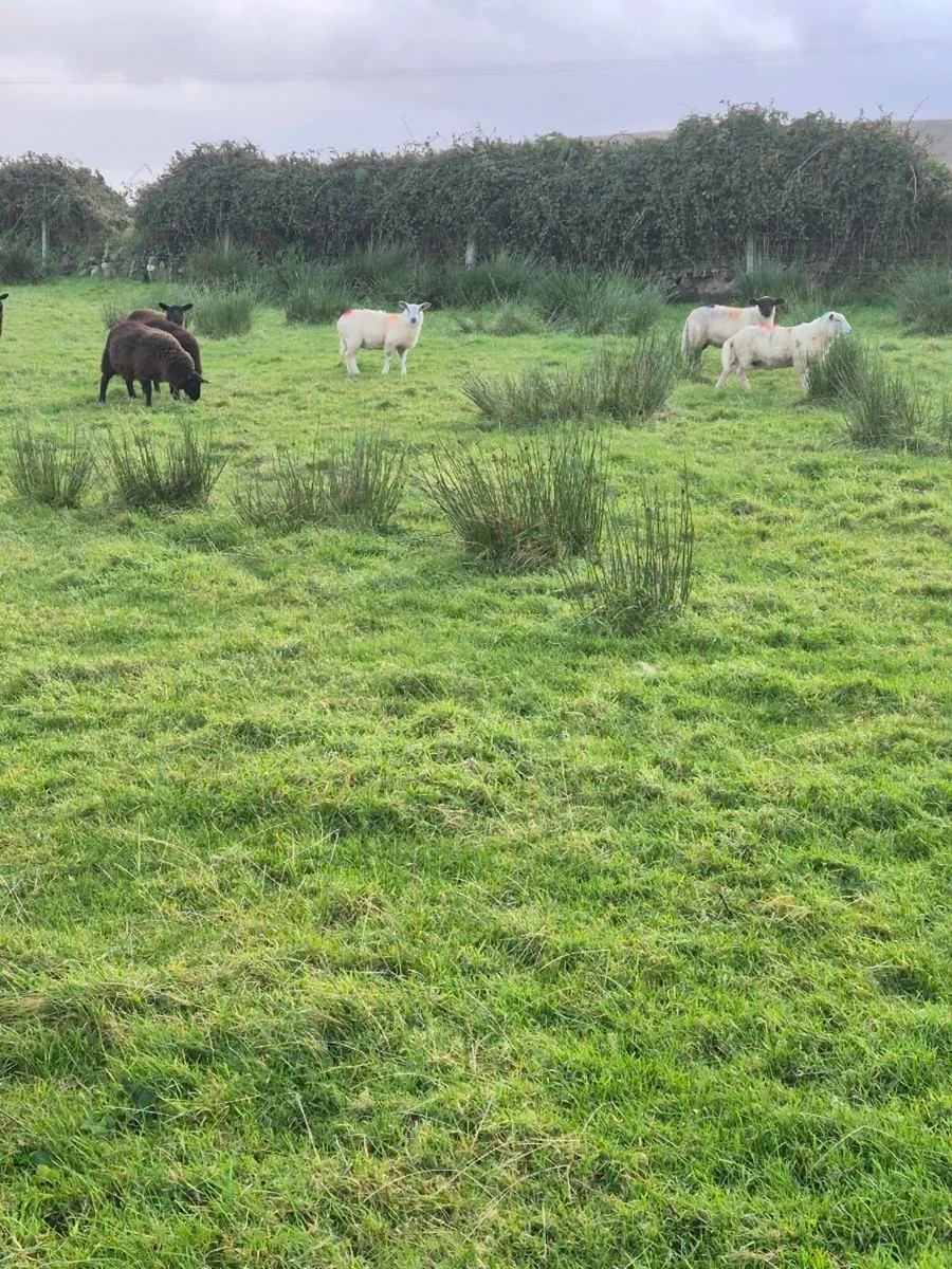 Ewe lambs - Image 4