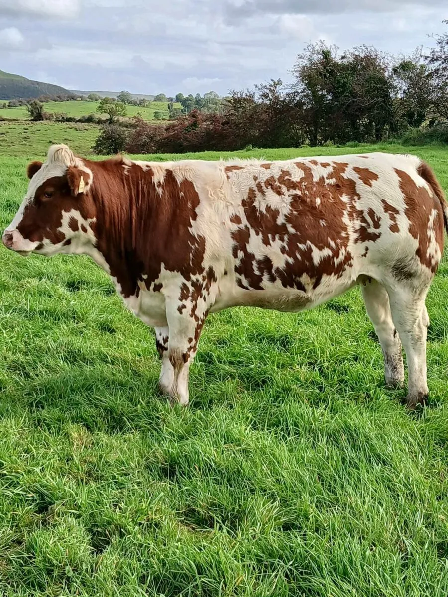 20 simmental maiden heifers - Image 1