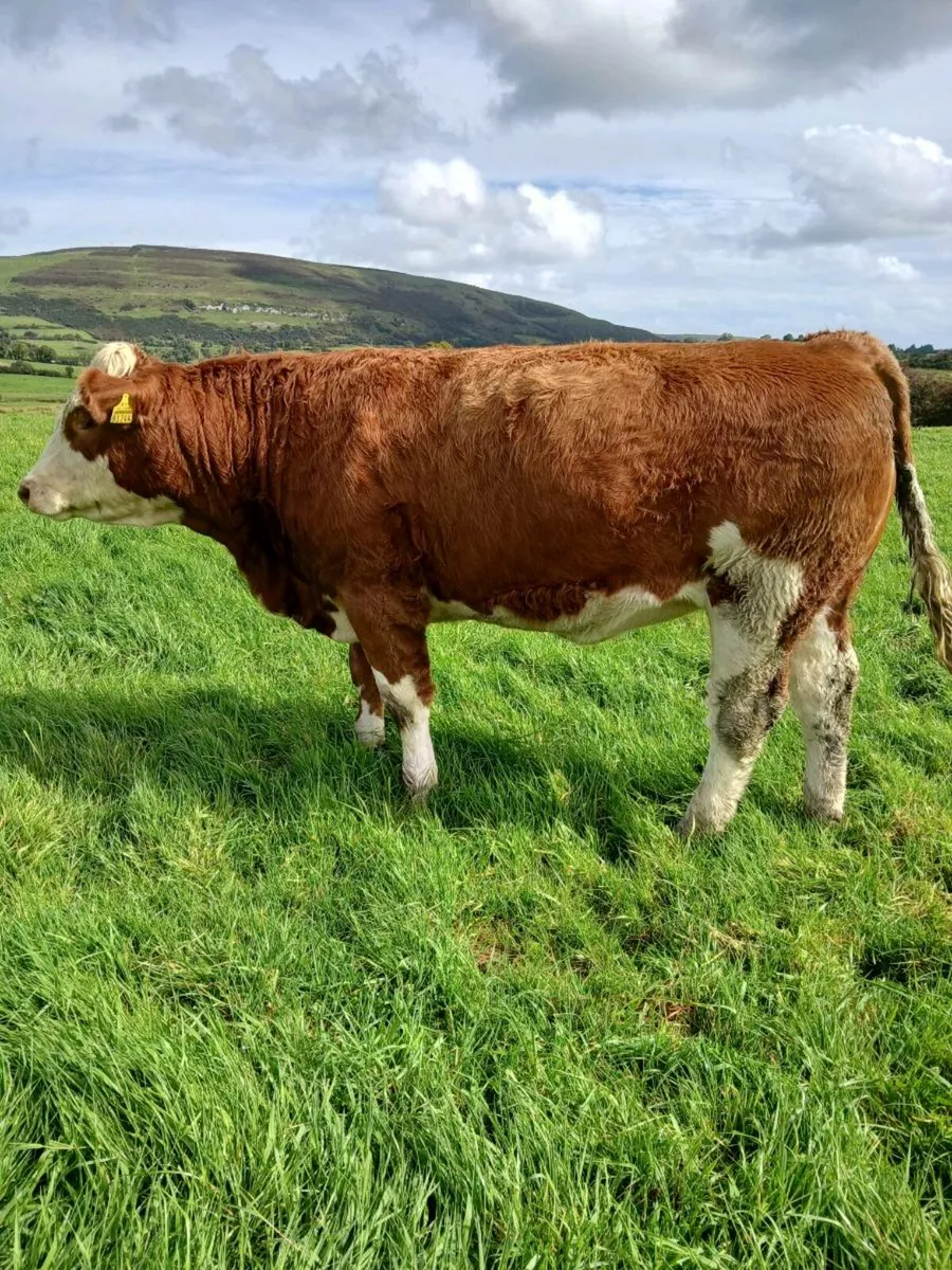 20 simmental maiden heifers - Image 2