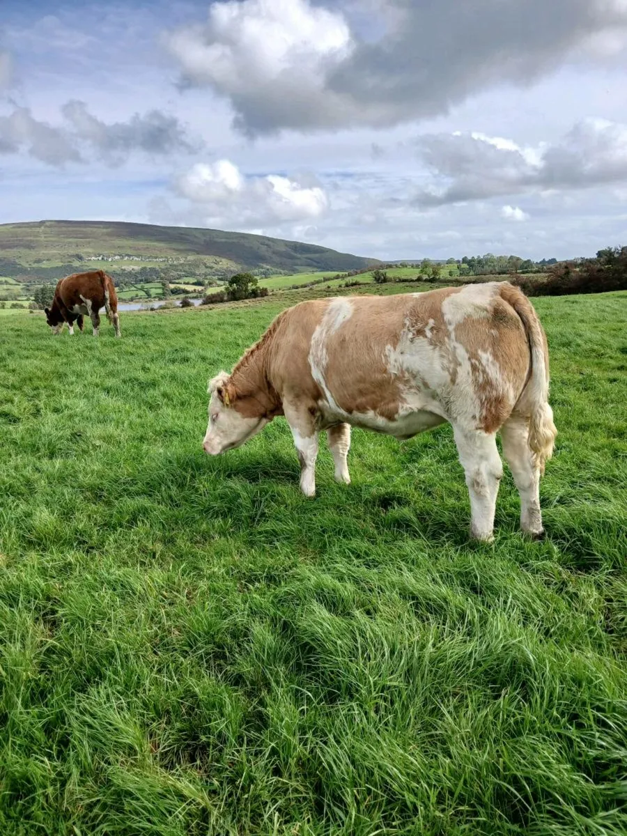 20 simmental maiden heifers - Image 3