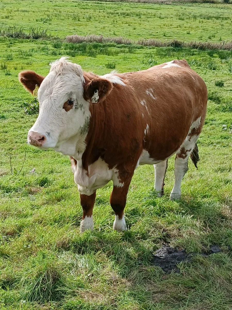 20 simmental maiden heifers - Image 4