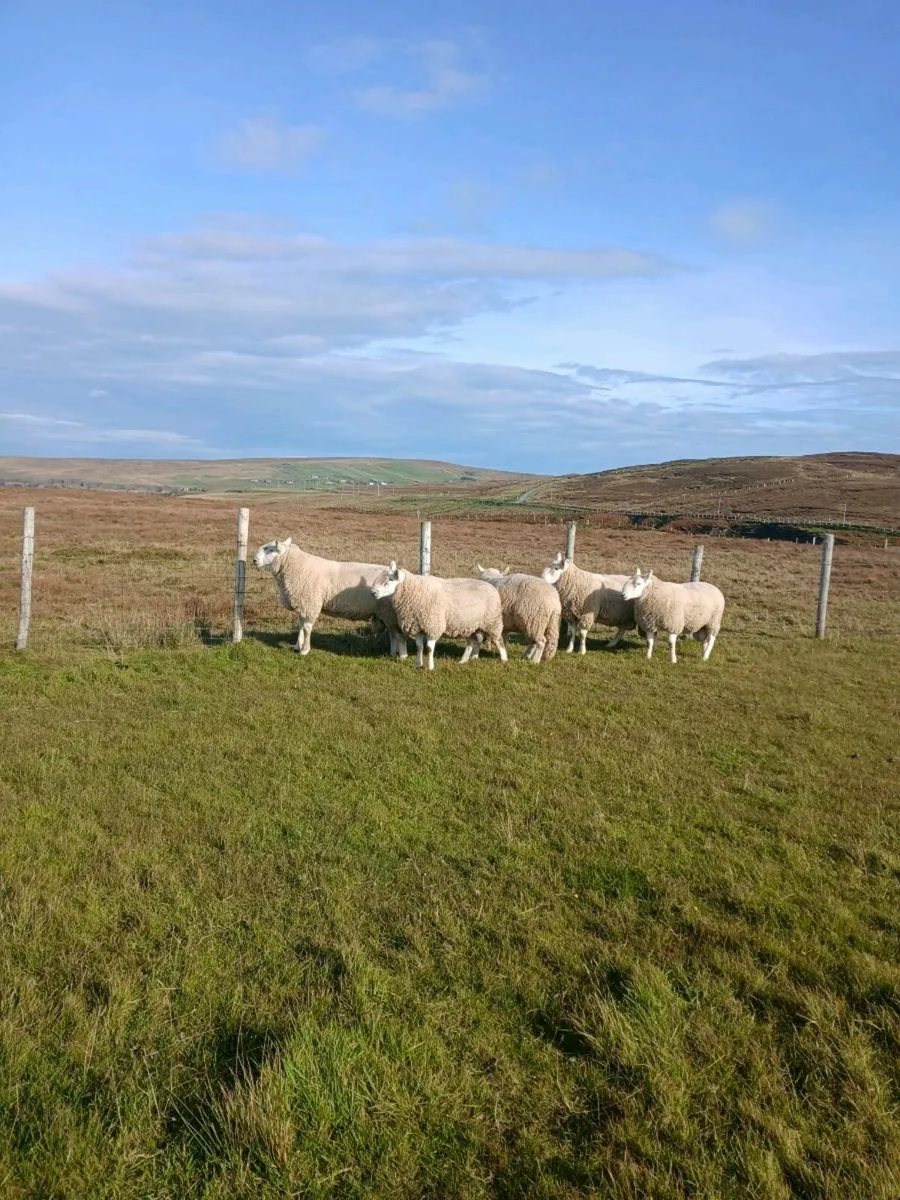 Rams - Image 1