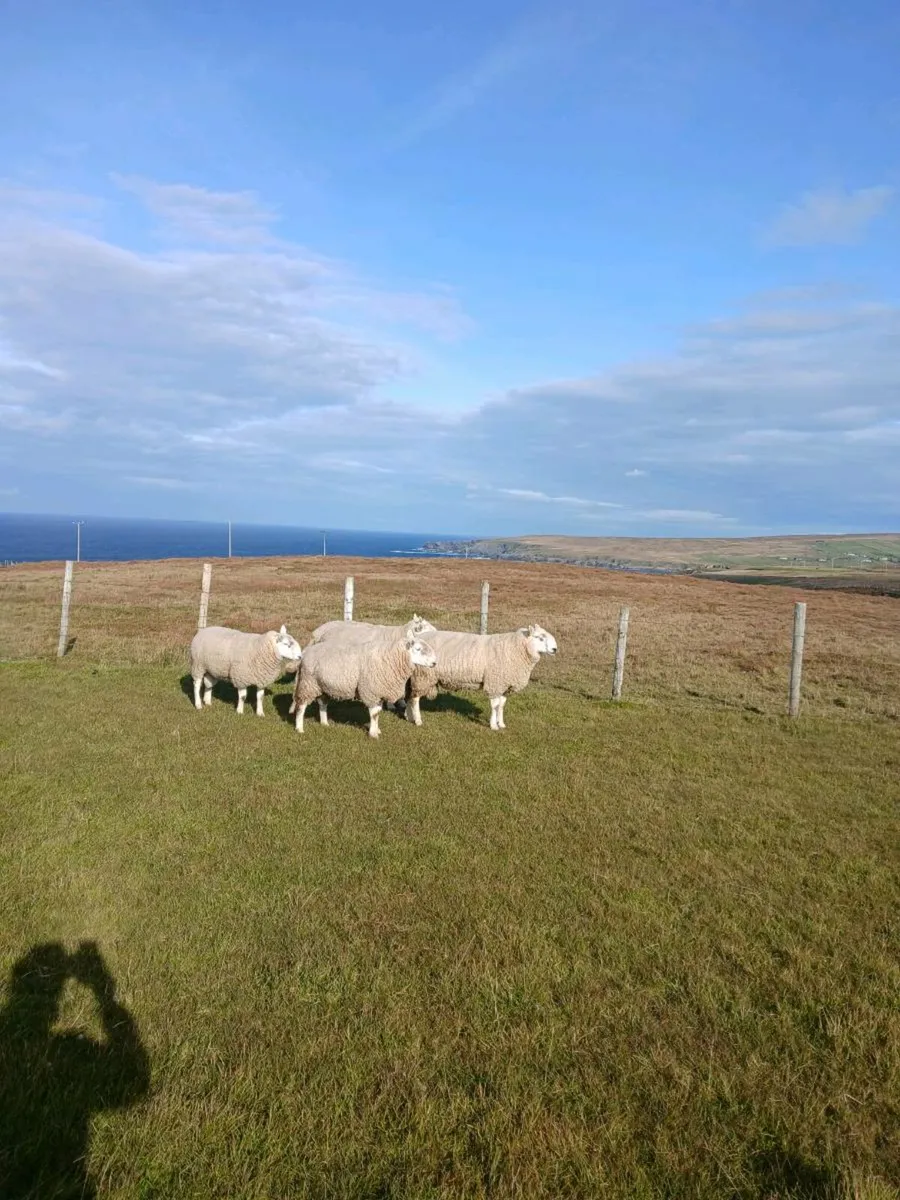 Rams - Image 2