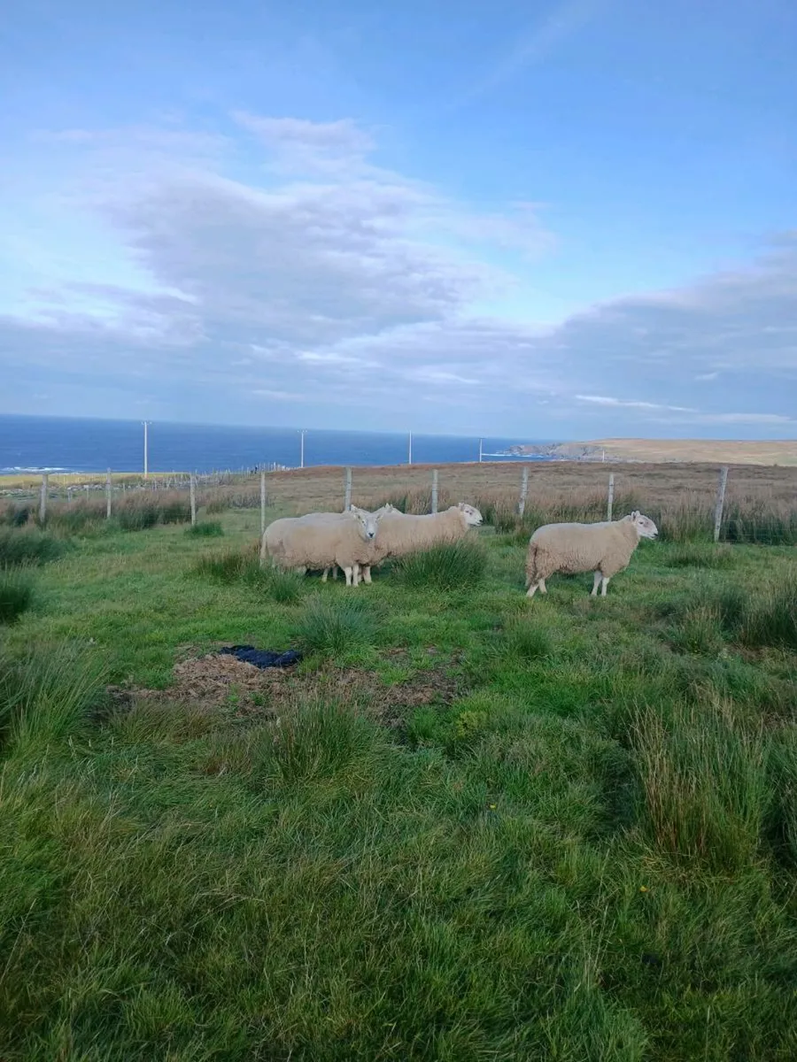 Rams - Image 3