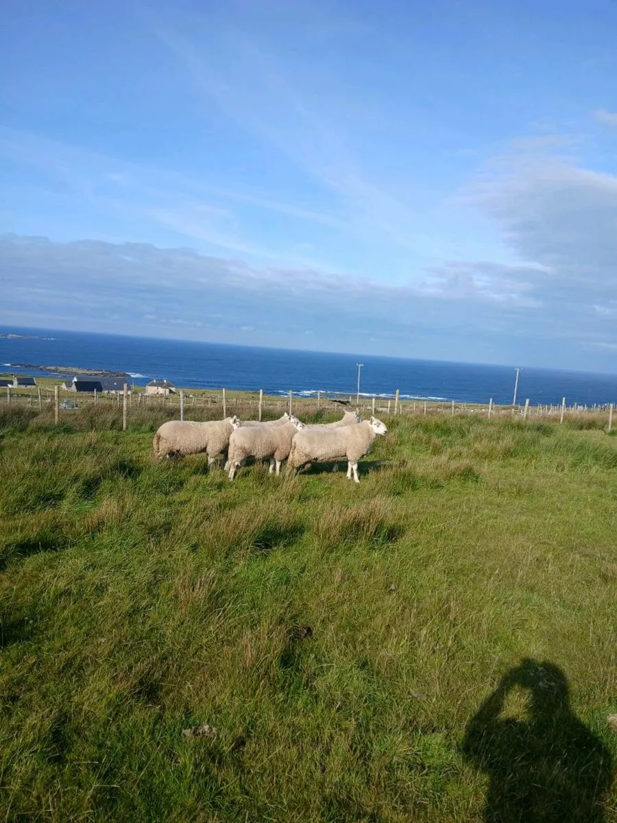 Rams - Image 4