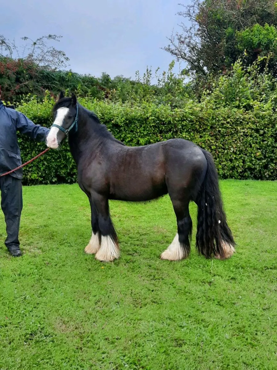 Horse - Image 1