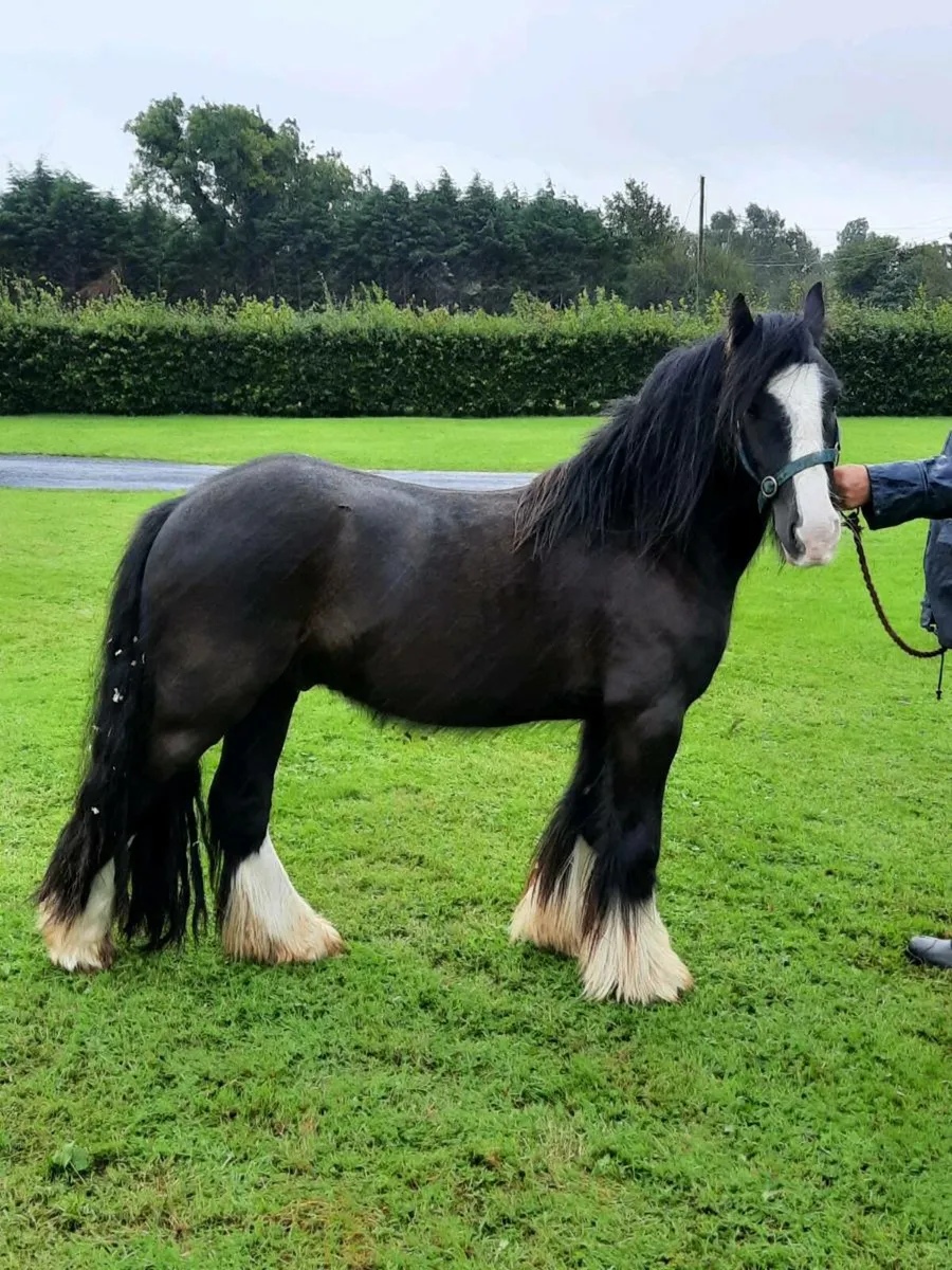 Horse - Image 2