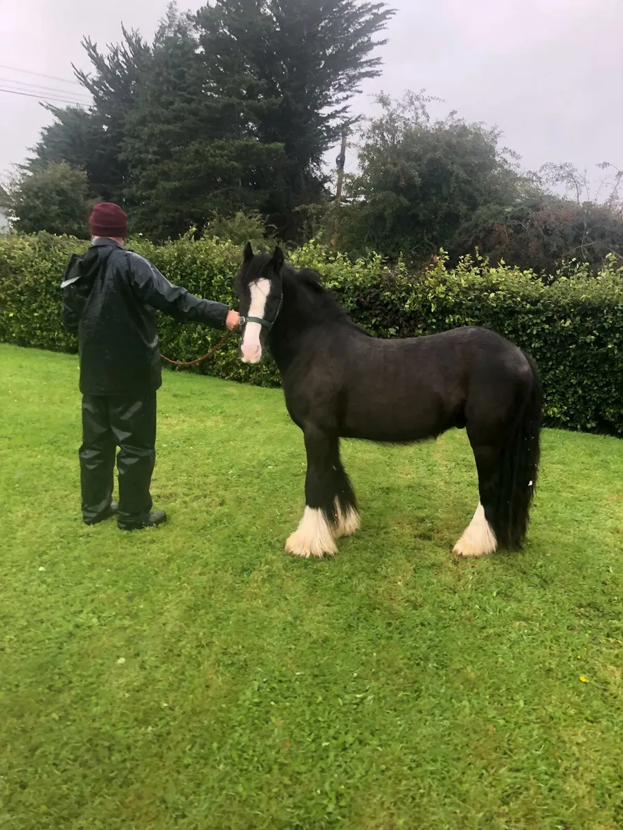 Horse - Image 3