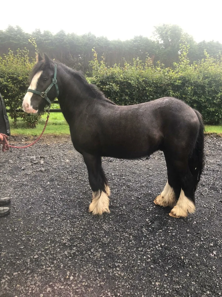 Horse - Image 4