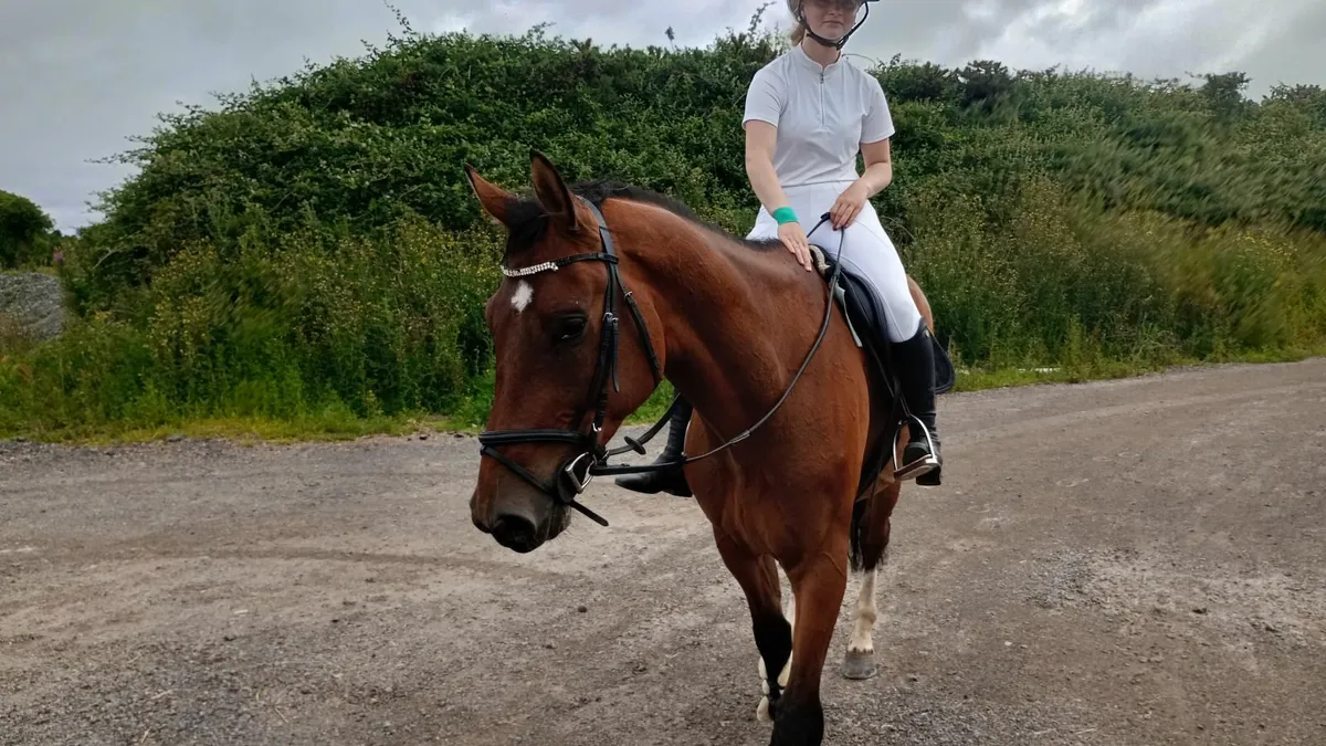 Kannan x For Pleasure 6yr Showjumping horse - Image 2