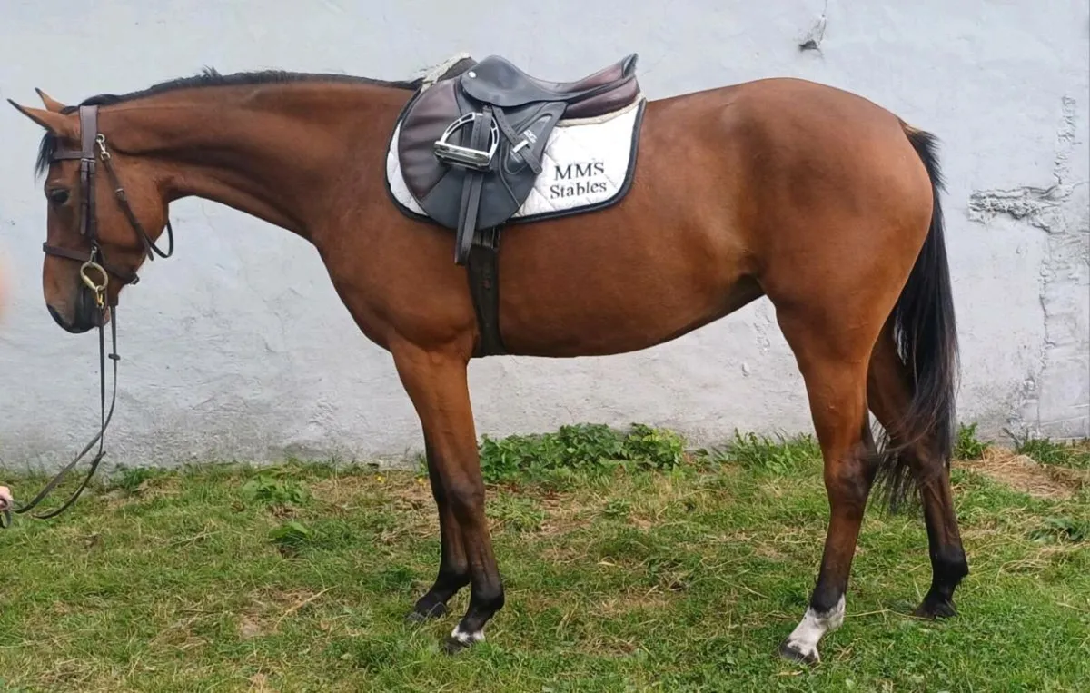 Future European Pony - Image 1