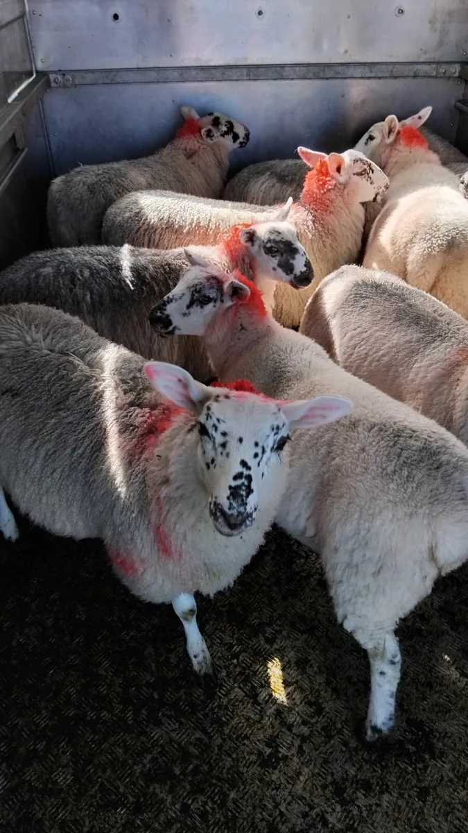 12 ewe lambs - Image 2