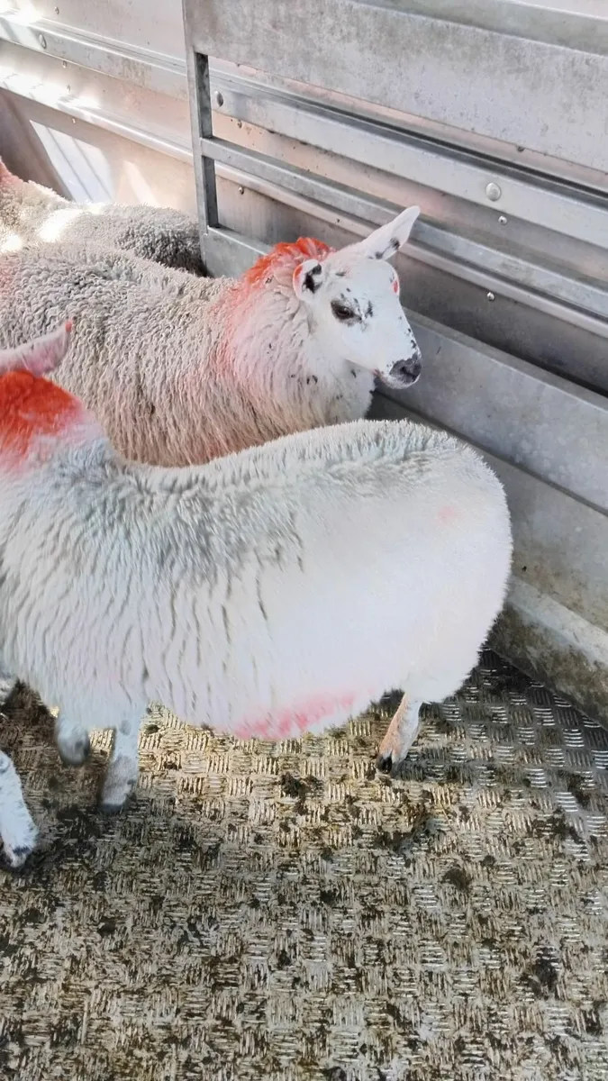12 ewe lambs - Image 3